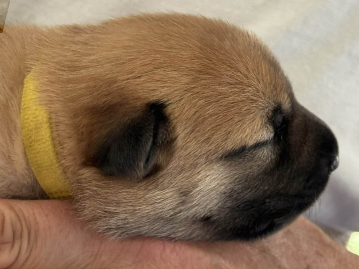 chinook puppy